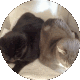 Icon of a cat swirling around
